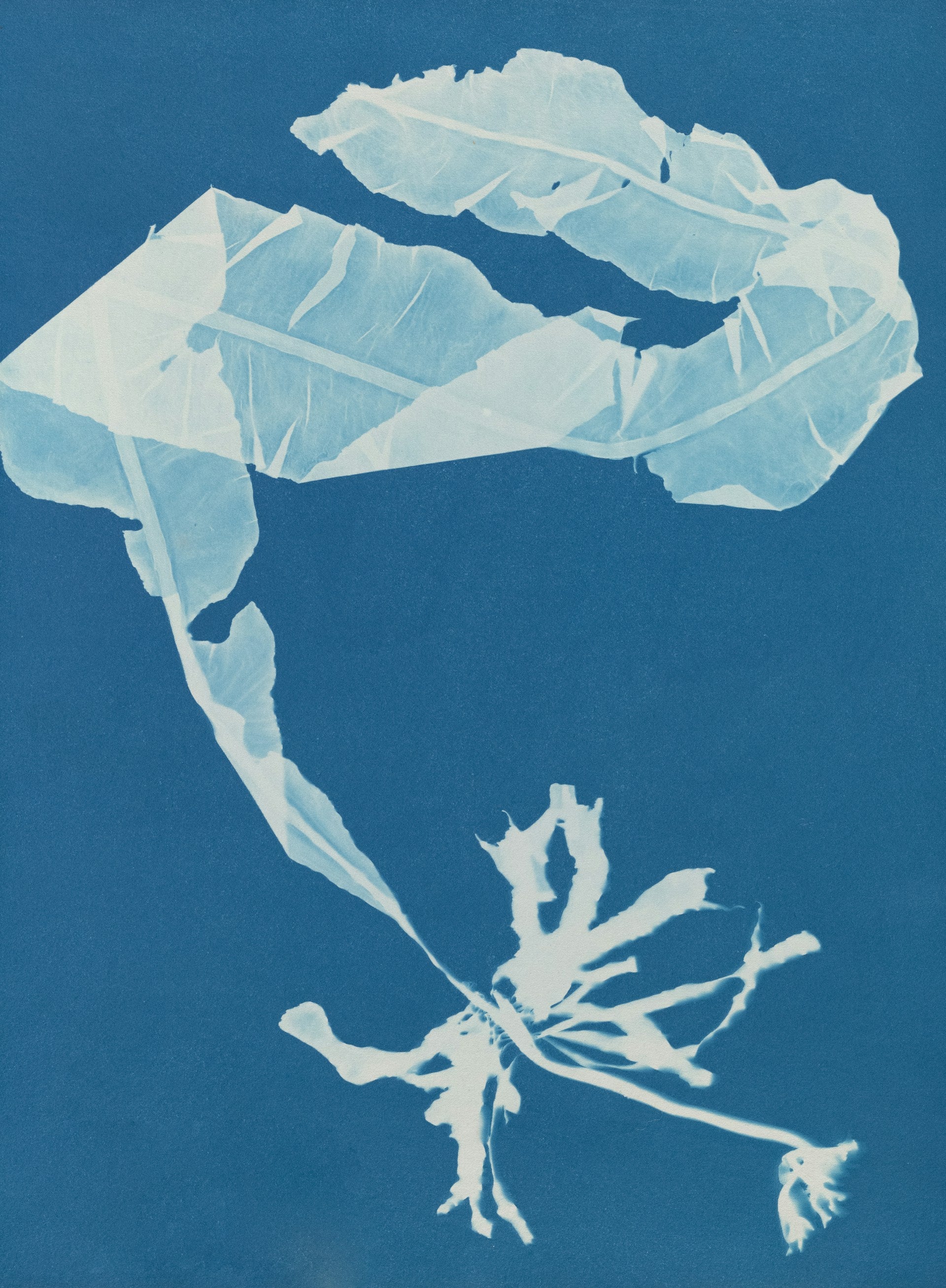 Das fotografische Verfahren der Cyanotypie | Hommage an Anna Atkins | 19 Sep | Samstag | 14-16 Uhr