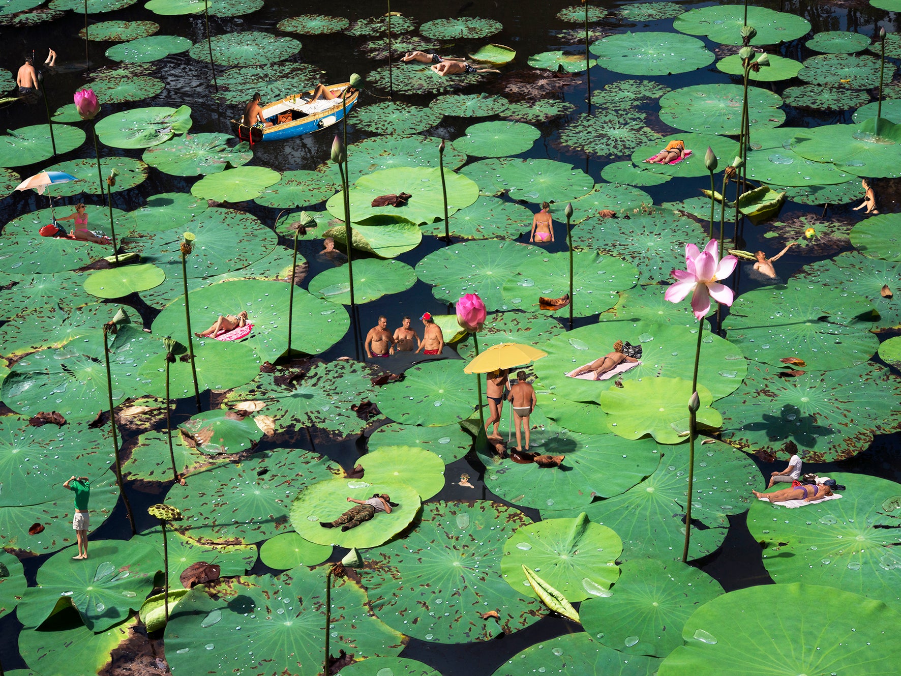 Frogs