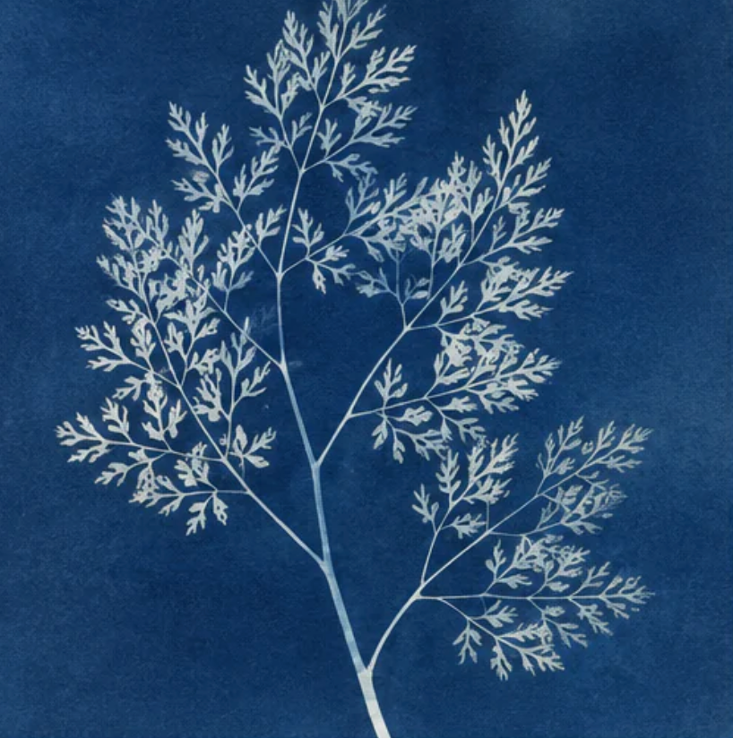 Das fotografische Verfahren der Cyanotypie | Hommage an Anna Atkins | 19 Sep | Samstag | 14-16 Uhr