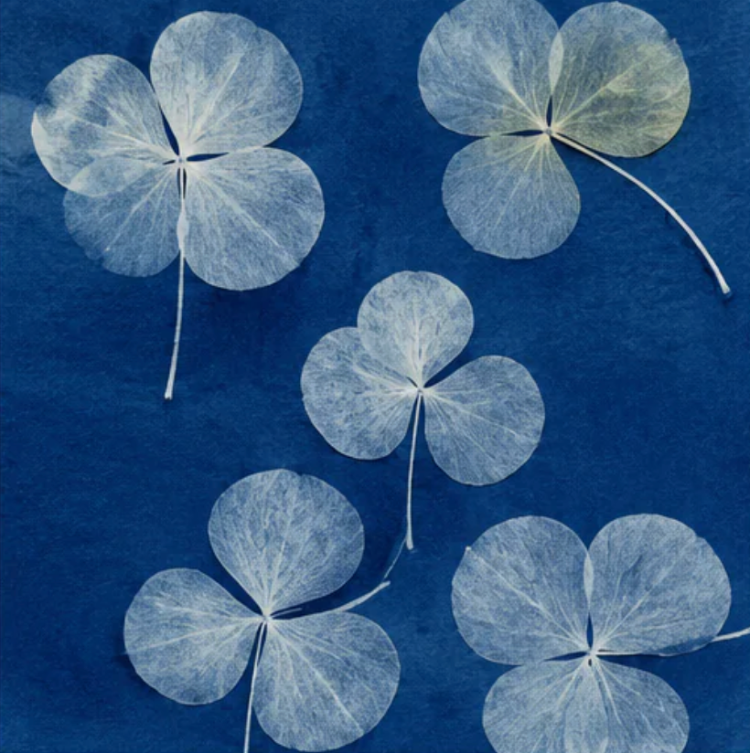 Zauberbilder in Blau: Cyanotypie | Kinder Workshop | 22 Aug  | Samstag | 10:30-11:45 Uhr