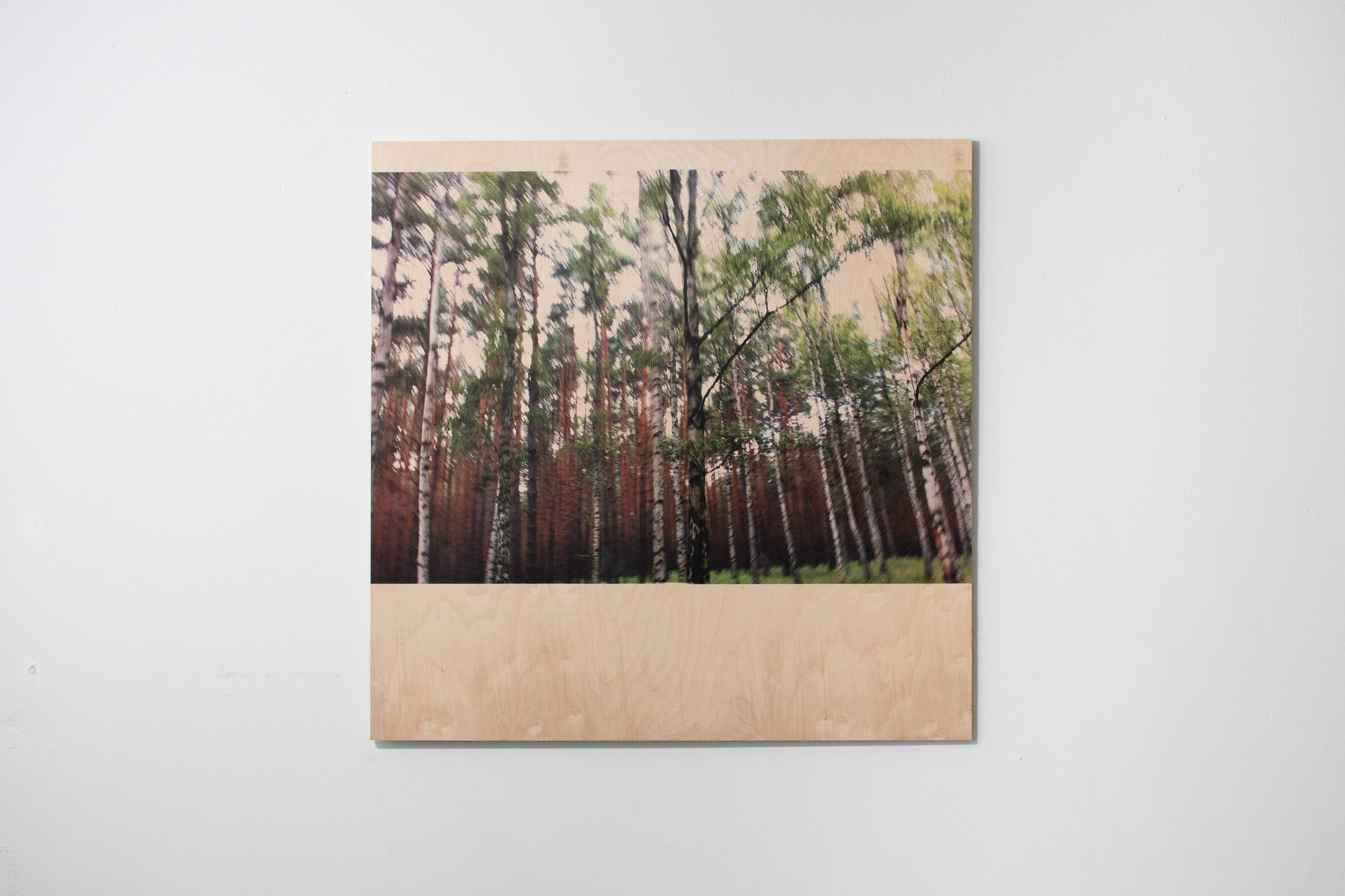 blurred birch (3/3)